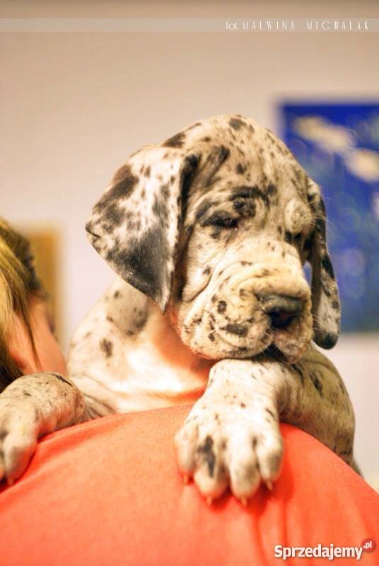 DOG NIEMIECKI szczenięta z rodowodem ZKwP mazowieckie