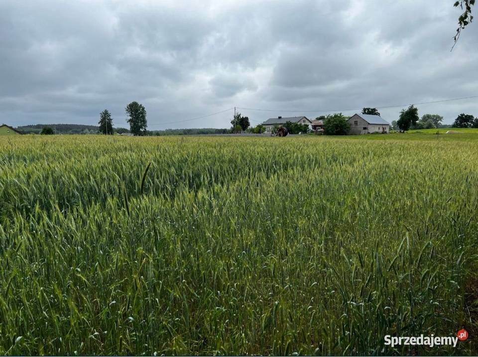 Działka jeziorze Możliwość zabudowy 4900m2 kujawsko-pomorskie