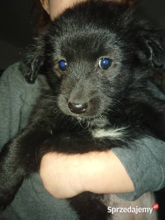 Słodkie kundelki Radziszów