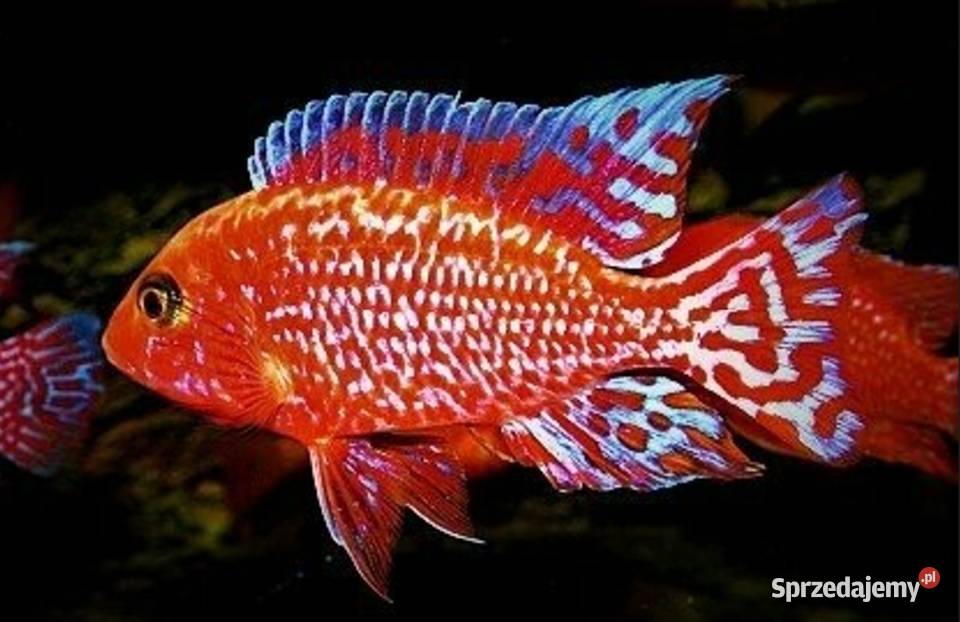Aulonocara Fire Fish Pyszczak Pyszczaki KURIER Gdańsk sprzedam