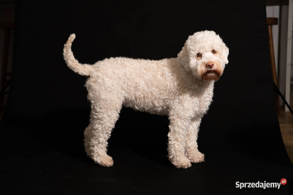 Lagotto romagnolo FCI zapowiedź miotu marzec Rozgarty sprzedam