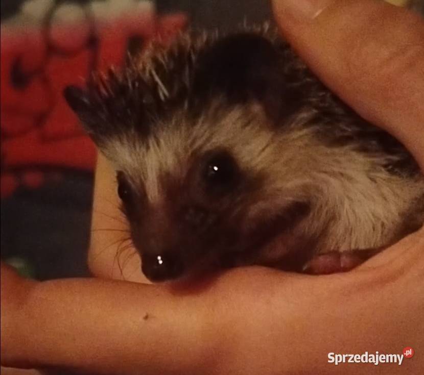 Jeże pigmejskie