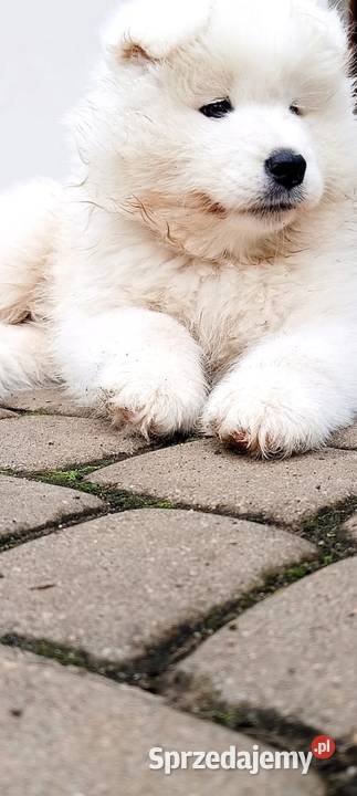 Samoyed szczeniaki Pozostałe Łowicz