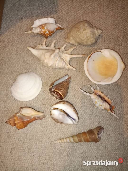 Muszle morskie zestaw 10 sztuk stan akwarium Warszawa