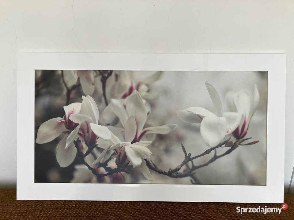 Piękny elegancki obraz grafika magnolie biała podkarpackie Nisko