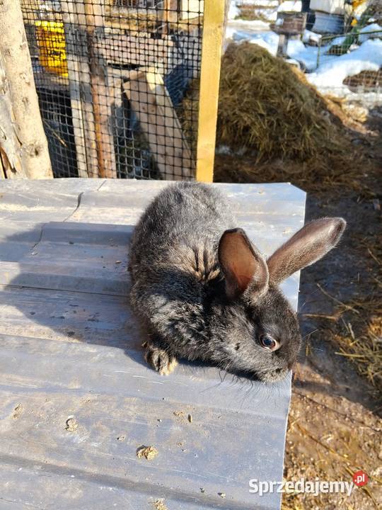 Mam na sprzedaż króliki zwykłe mięsne warmińsko-mazurskie Gołdap