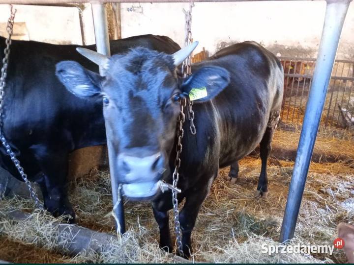 Sprzedam Jałówkę Cielną Pińczyce