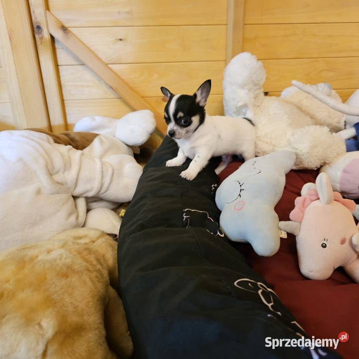 Chihuahua Exclusiv Rodowód FCI Pięknie Chłopcy zachodniopomorskie
