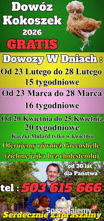 Ferma Drobiu W Ładnej 97A Dowóz Kokoszek i Ładna
