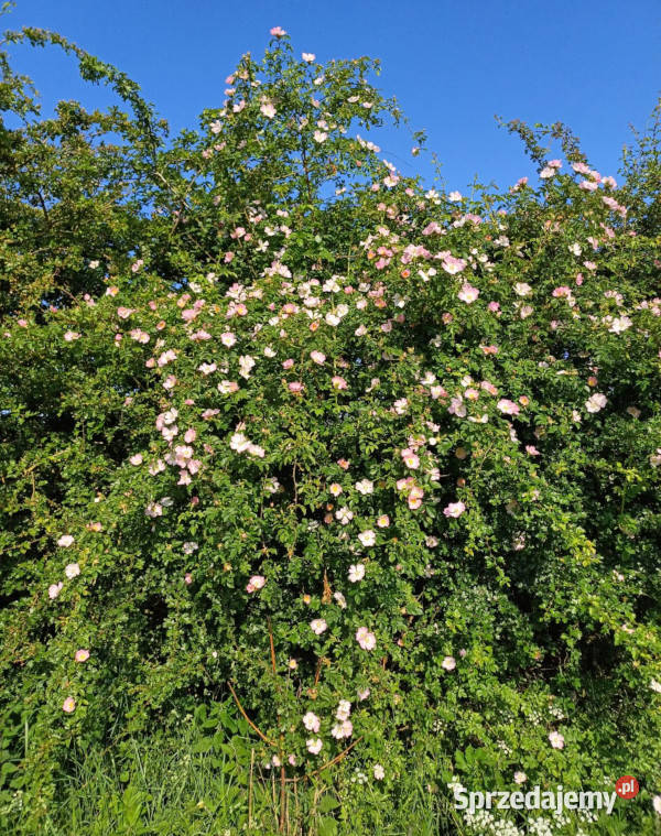 DZIKA RÓŻA Rosa canina NASIONA 5000 sztuk 100g Lubanie