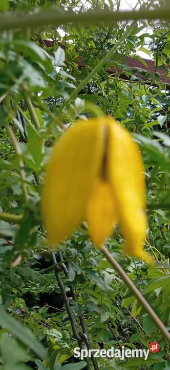 Mackenzie powojnik clematis pnacze Nowy Sącz sprzedam