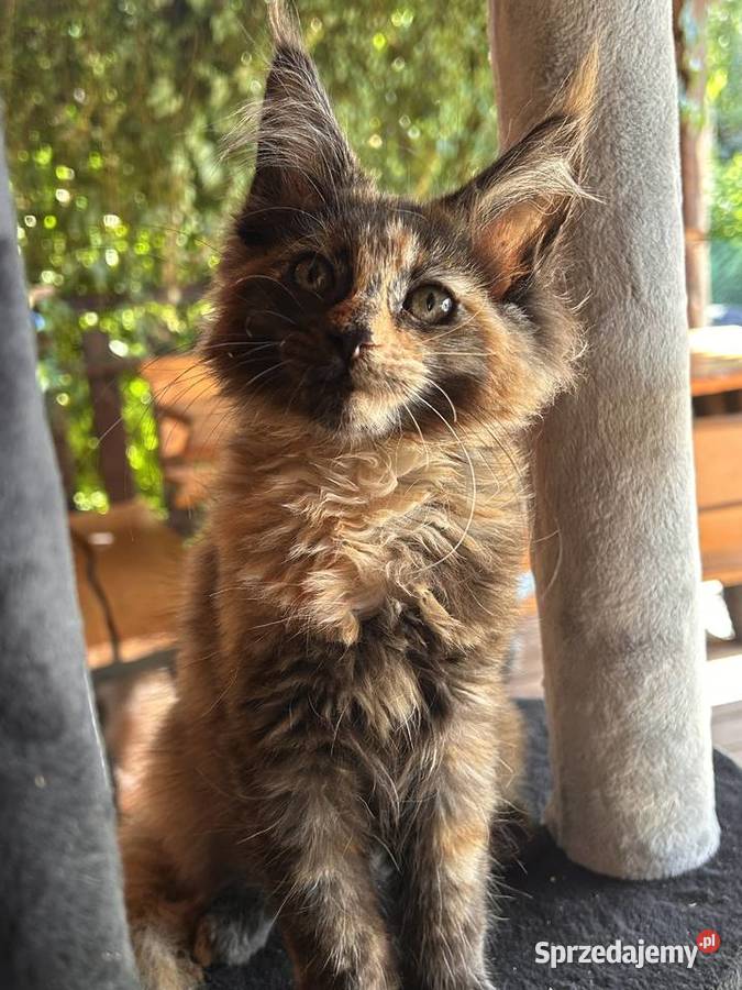 Maine coon Maine Coon Miękinia