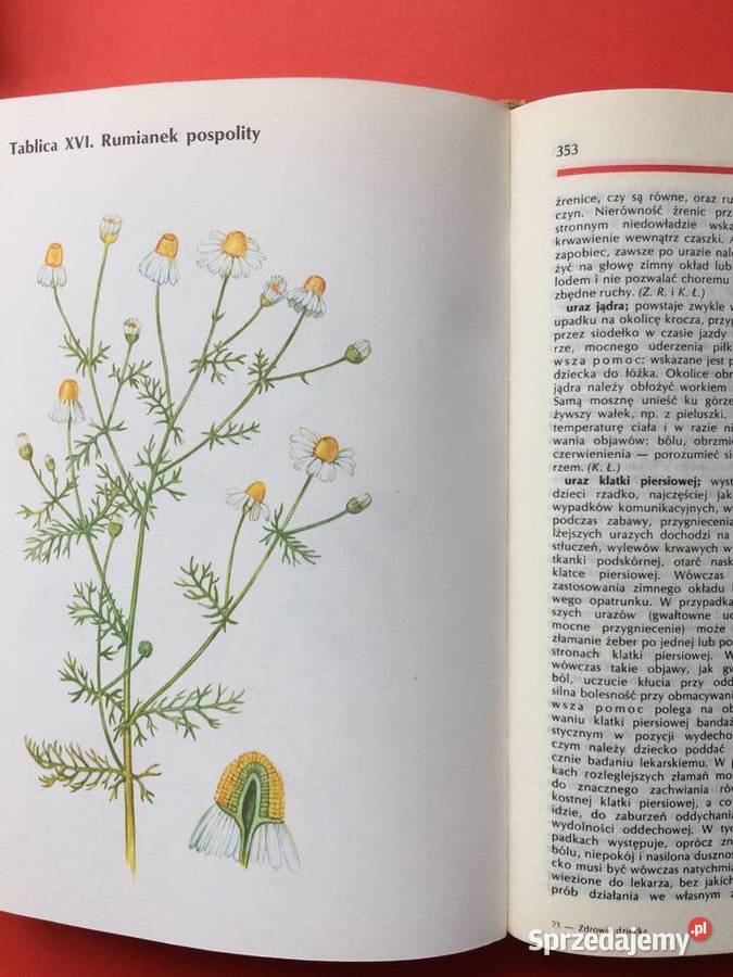 2588 Encyklopedia Zdrowia Dziecka Szczecin
