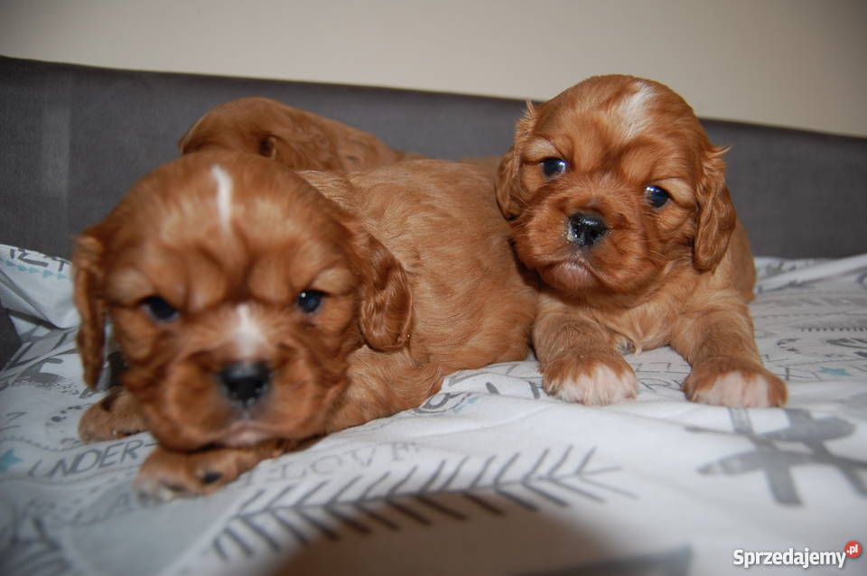 Cavalier King Charles Spaniel Szczenięta Sulejówek
