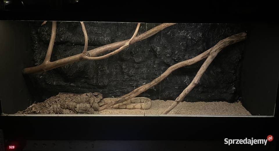 Pyton królewski razem z terrarium Gady i płazy śląskie Bluszczów