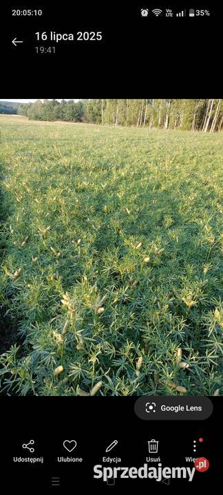 Łubin gorzki Pierzchnica