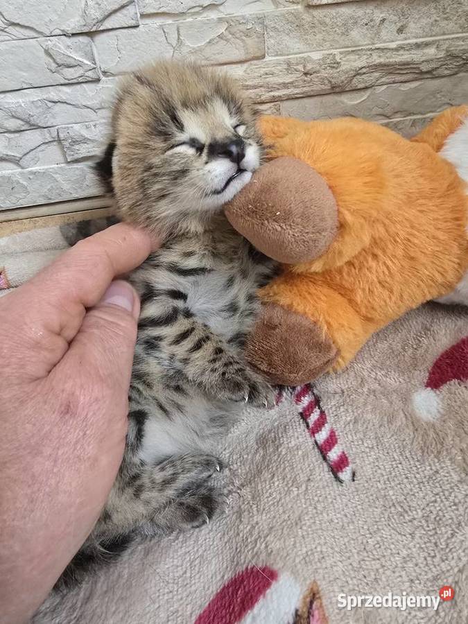 Serwal Afrykański Józefów