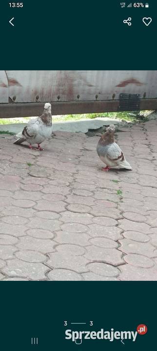 Sprzedam Orliki Ptaki Nasielsk