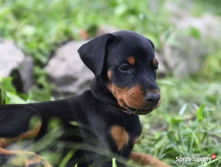 uroczy szczeniak dobermana mazowieckie