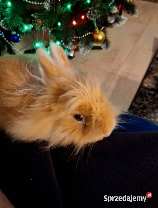 Króliczek rasy Teddy Karzełek samiec Gryzonie Lutynia sprzedam