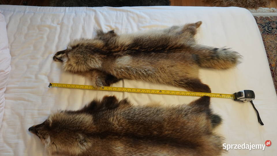 Jenot dwie piękne skóry