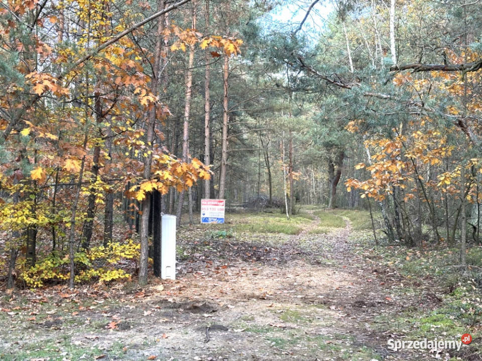 Działka leśna z możliwością zabudowy w MPZP Rynia