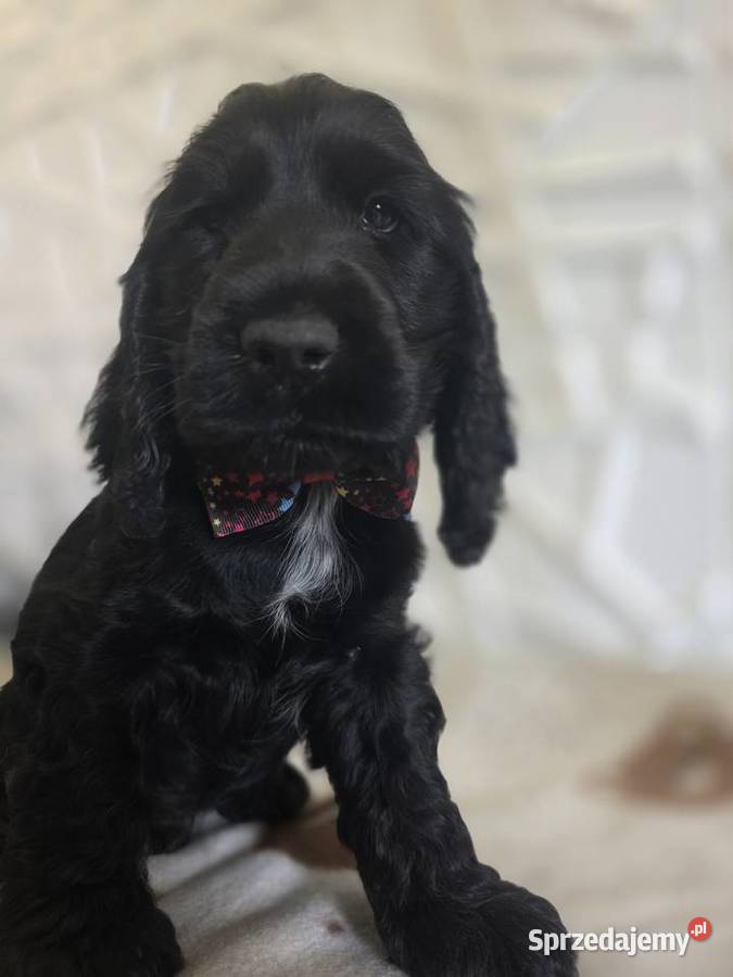 Cocker spaniel angielski pieski trzy ostatnie