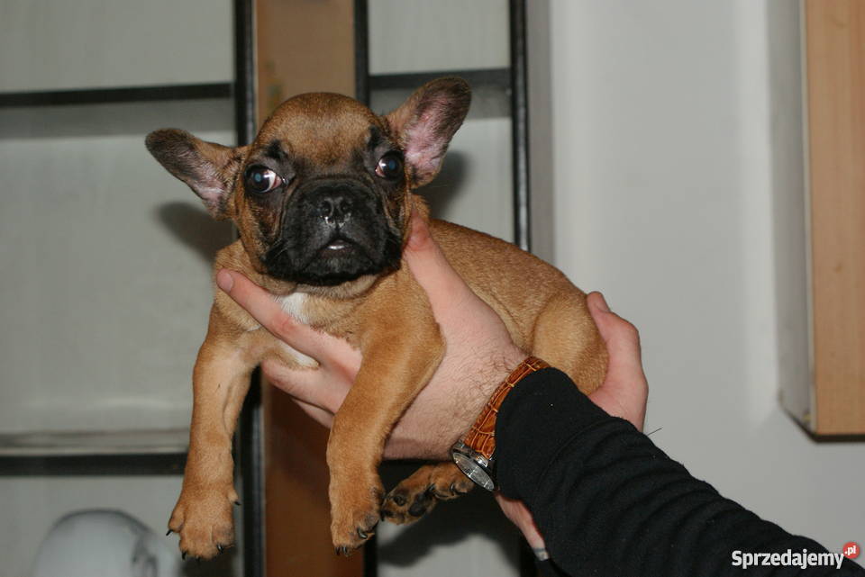 buldog francuski szczeniaczek 9 tygodniowy Lublin