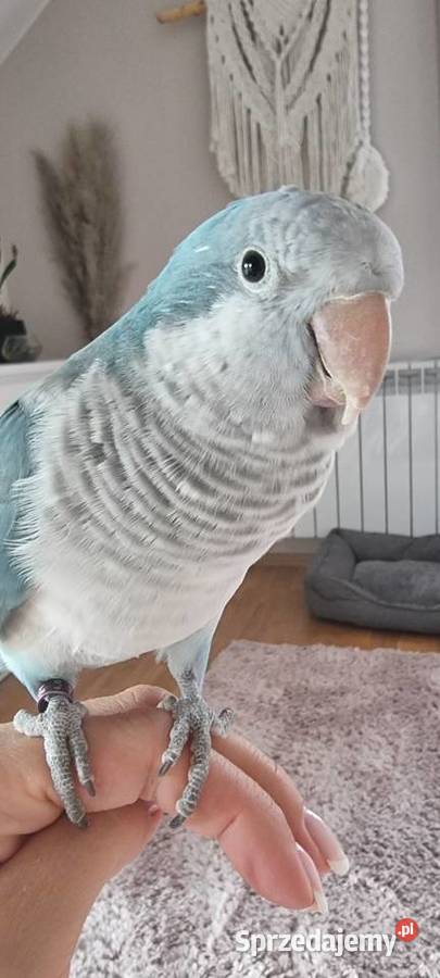 Papuga ręcznie karmiona mnicha nizinna Warszawa