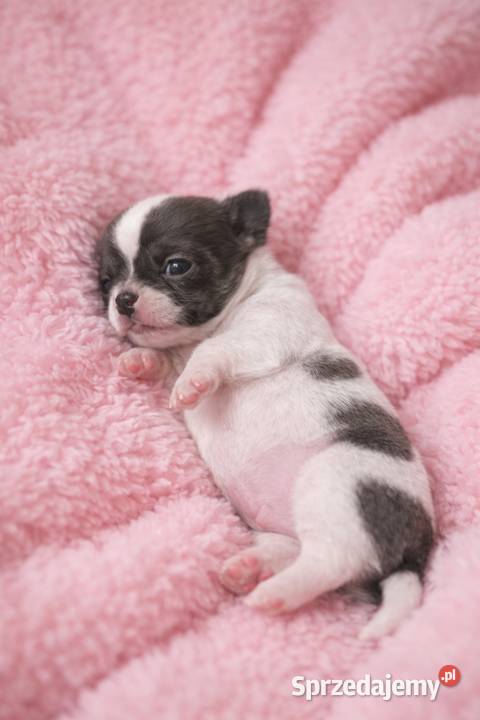 Chihuahua miniaturka zdjęcia Jacnia