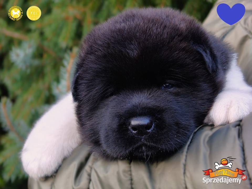 Szczenięta AKITA AMERYKAŃSKA odbiór marzec Poddębice sprzedam