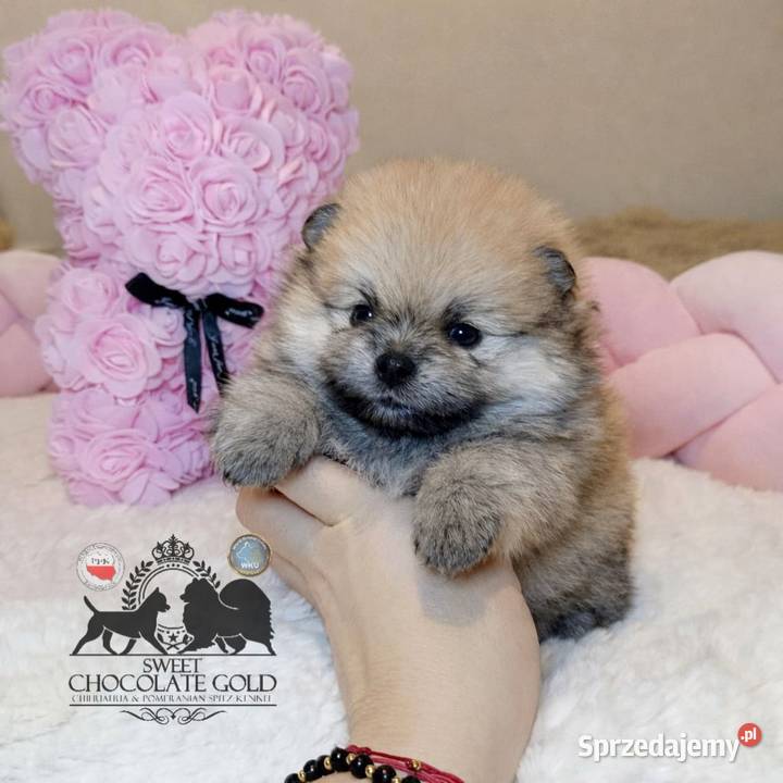 Sunia Szpic miniaturowy pomeranian Orange Sable Szpic miniaturowy Warszawa