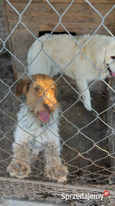 Oddam foxteriera Ludwin sprzedam