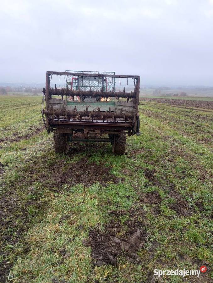 Rozrzutnik świętokrzyskie