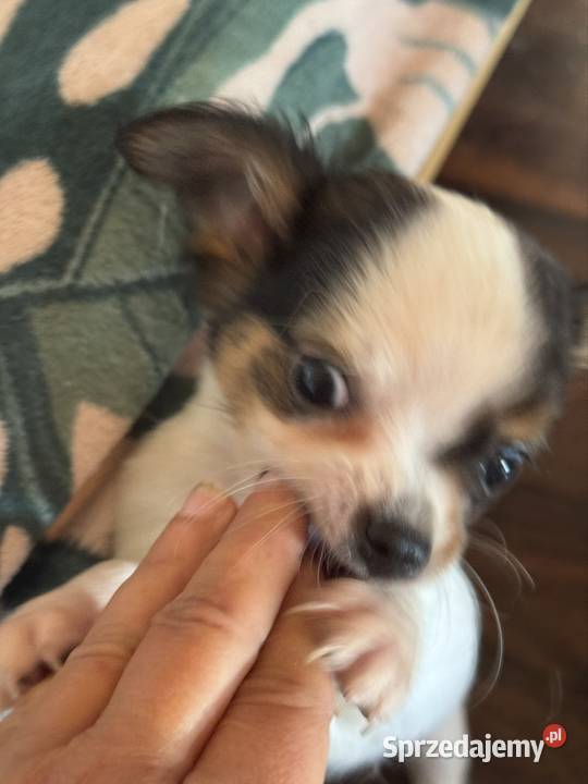 Sunia długowłosa Chihuahua malutka przekochana mazowieckie Warszawa sprzedam
