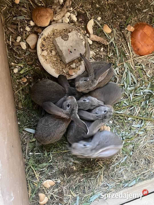 Króliki małe i duże Pleszew