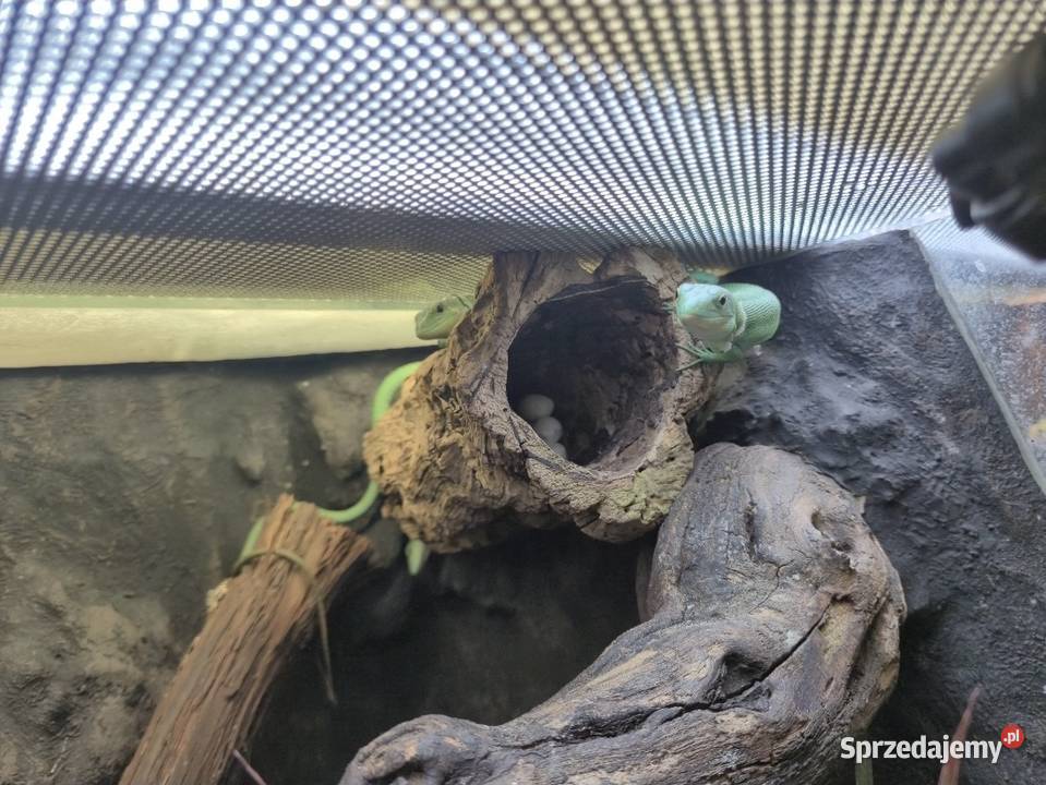 Gastropholis prasina 12 Starachowice