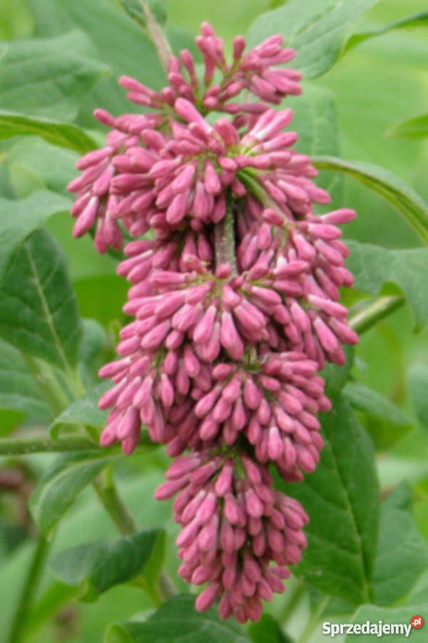 LILAK ZWISAJĄCY Siringa sadzonki w doniczkach