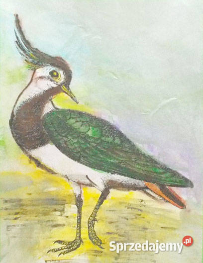 czajka obrazek A4 vintage obraz z ptaszkiem Olsztyn