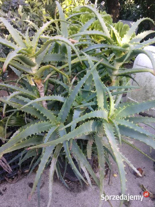 Aloes drzewiasty