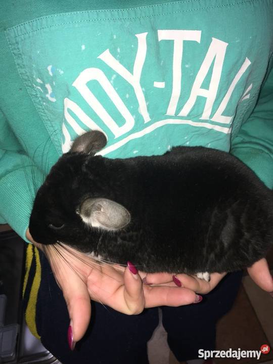 Sprzedam szynszyle czarna perła