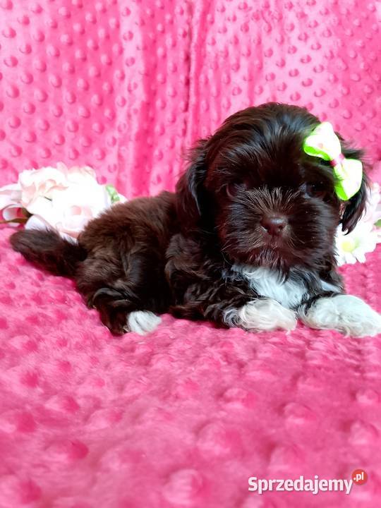 Gotowa do odbioru suczka rasy ShihTzu Byczyna