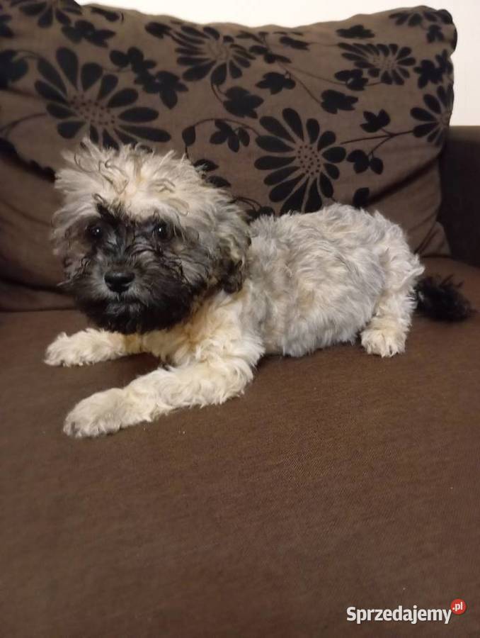 Sprzedam Sunię rasy Rosyjska Bolonka Kolorowa wielkopolskie Środa Wielkopolska