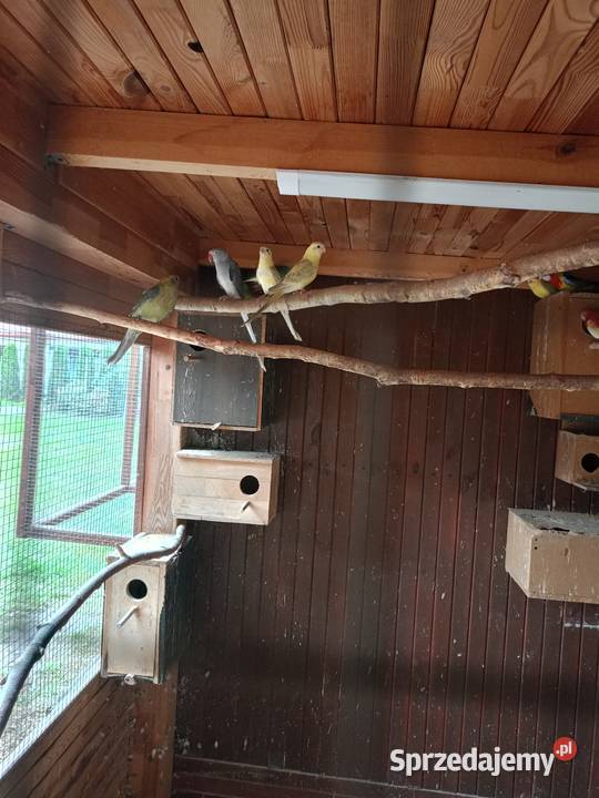 Papugi sprzedam Czarna Kolonia