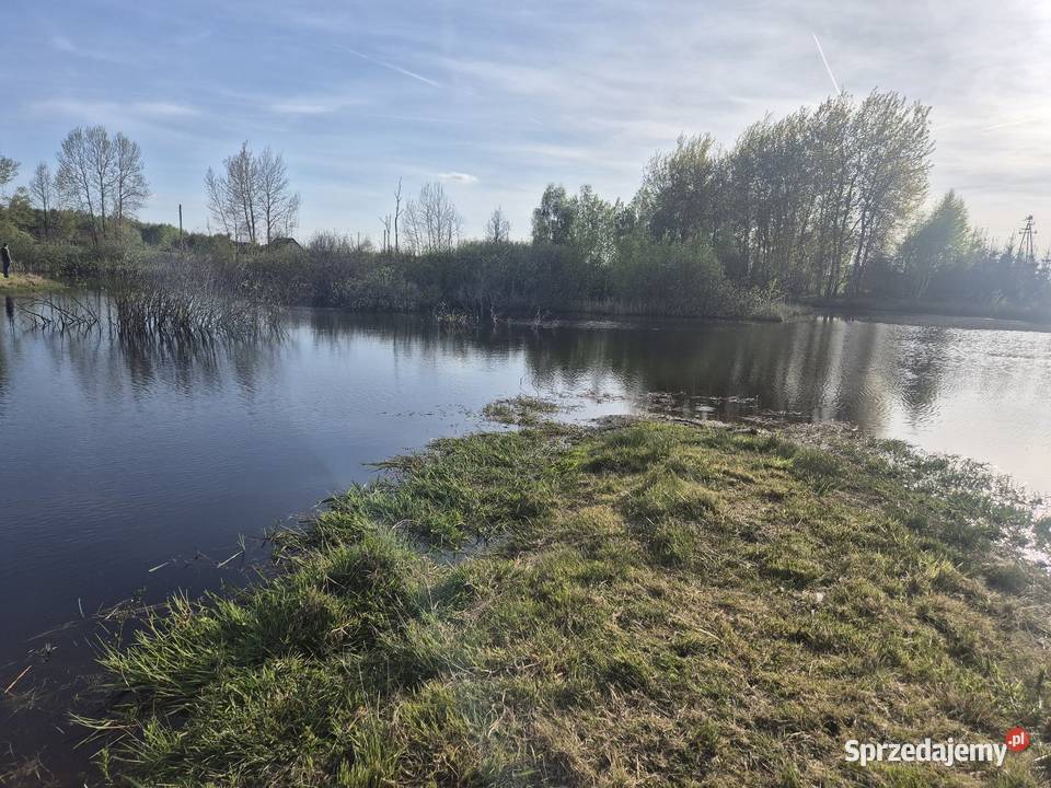 Łowisko prywatne bagno z rybami skrzydłowo 83404 siedliskowa