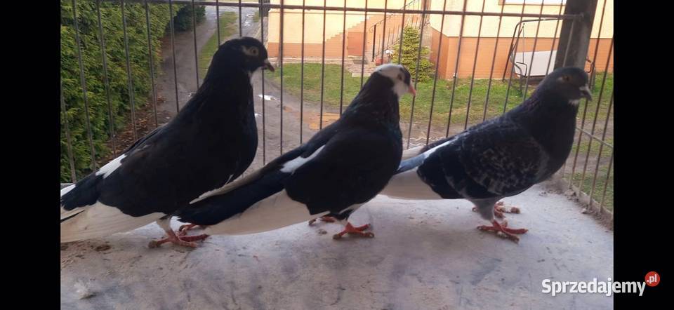 Gołębierollery Birmingham akrobatyczne kujawsko-pomorskie Żnin