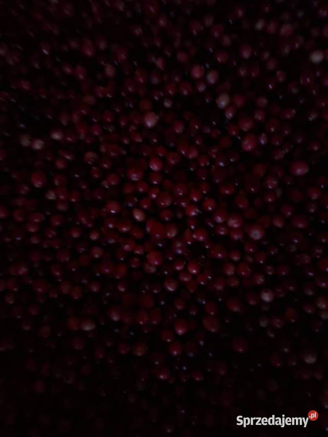 Żurawina bagienna leśna błotna świeża Janów Lubelski