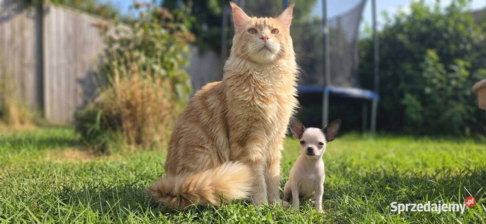 Maine Coon z rodowodem WCF MonsterlandPL Kocięta