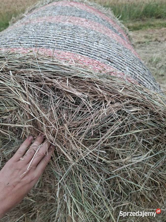Sprzedam siano tegoroczne świeżo zrobione 68 lubelskie
