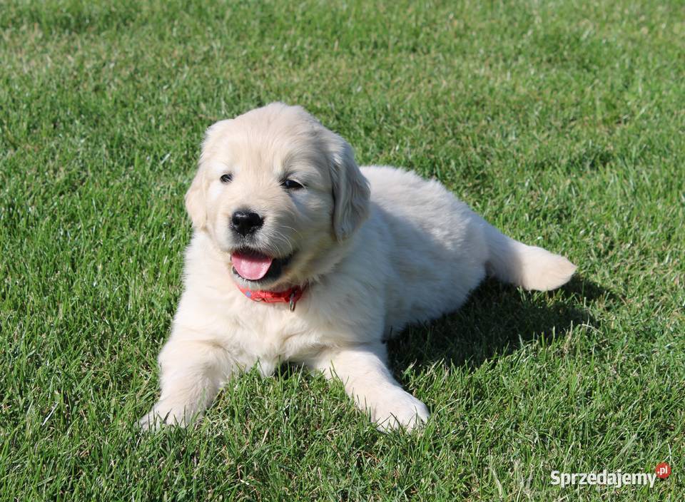 Golden Retriever szczeniaki Wilkowa